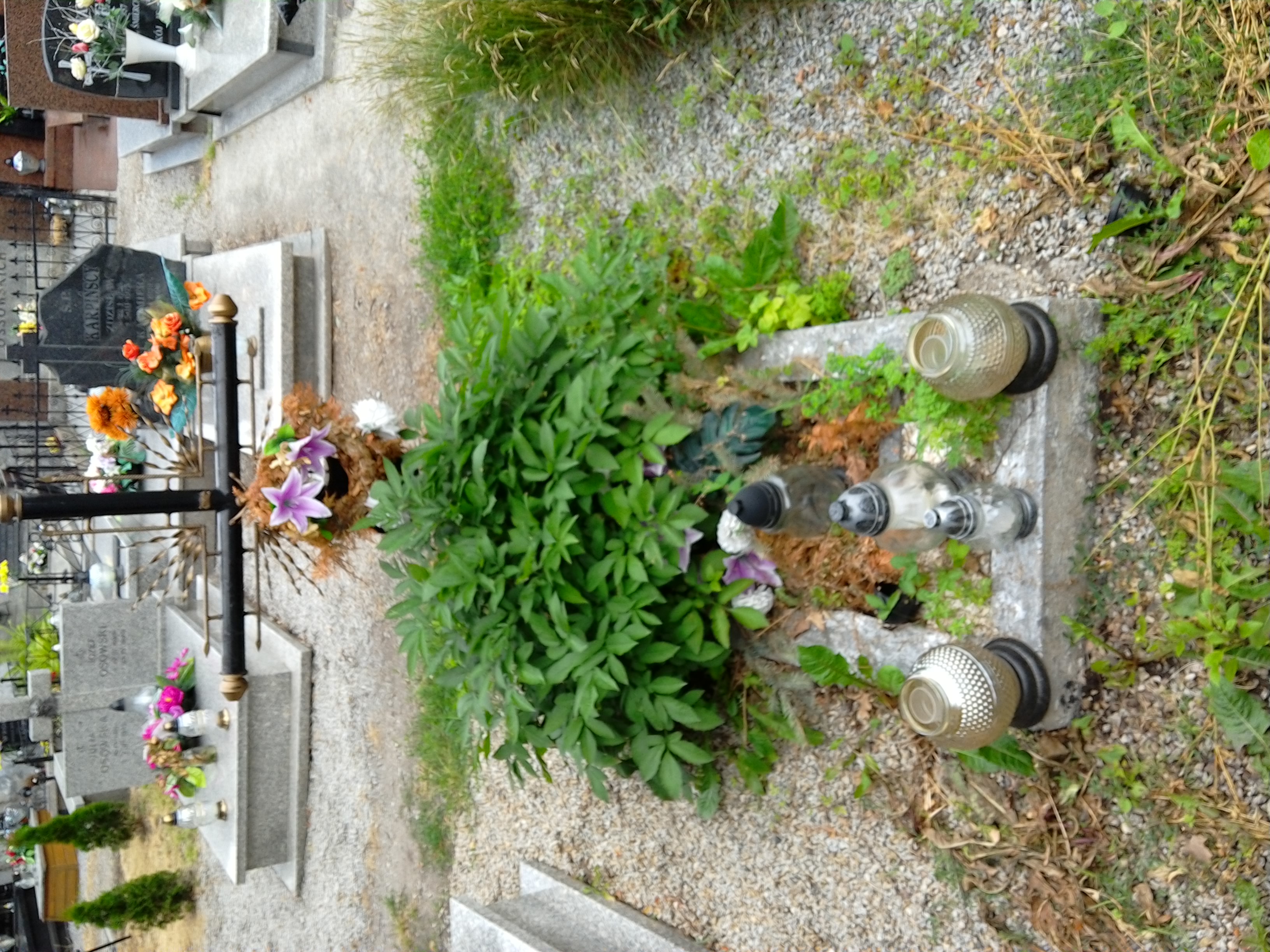 Zofia Pociecha 1899 Strzegom - Grobonet - Wyszukiwarka osób pochowanych